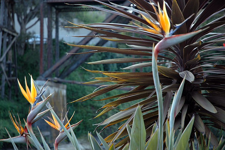 TMonday Capitola 002.JPG
